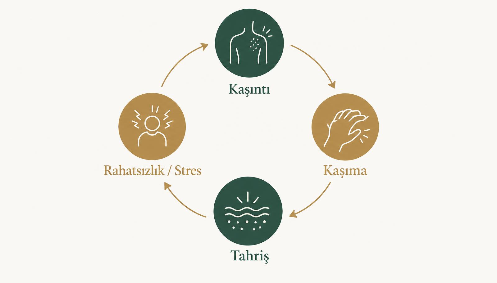 Kaşıntı, kaşıma, tahriş ve rahatsızlık/stres aşamalarını daire şeklinde gösteren sade şema