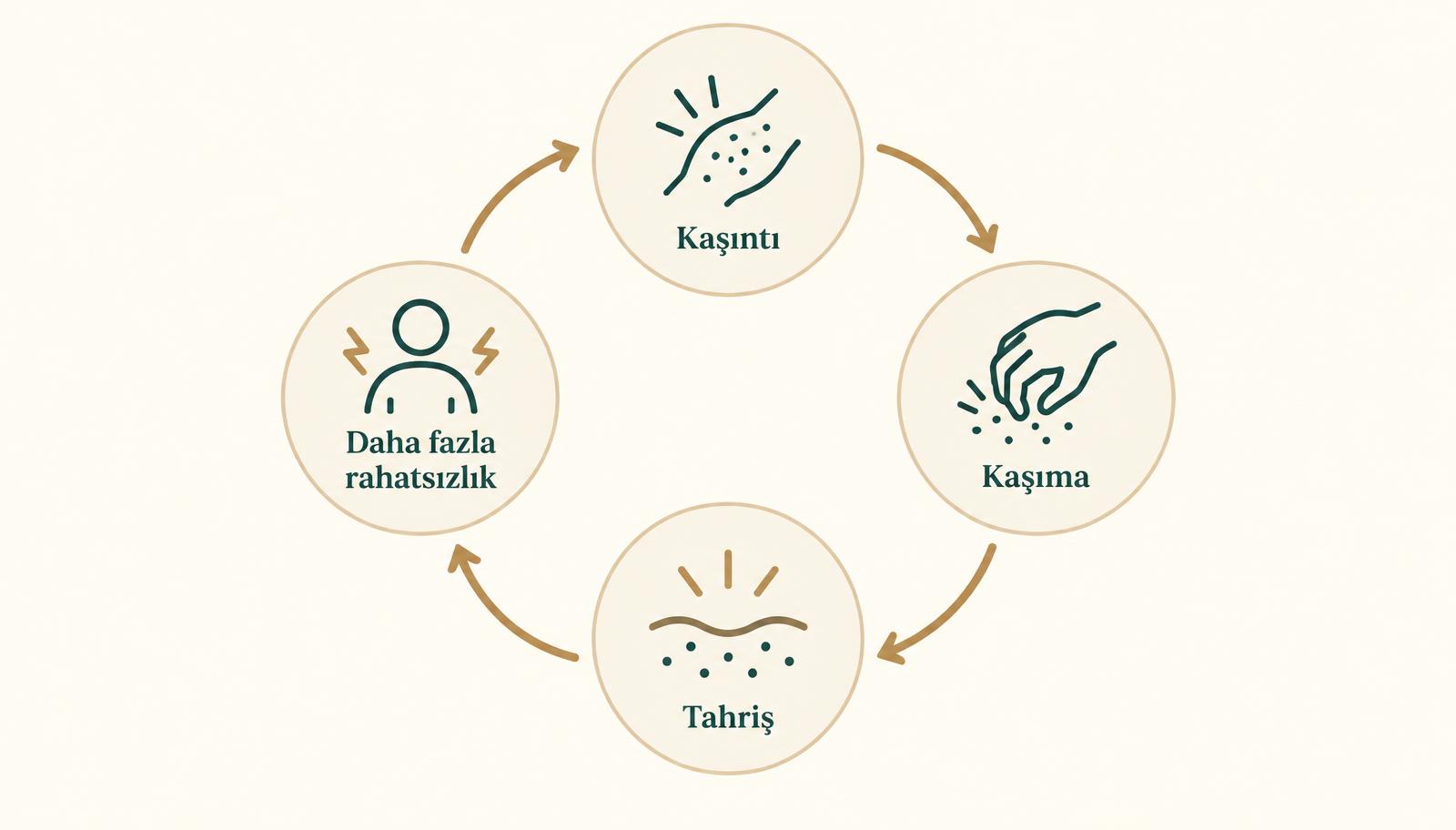 Kaşıntı, kaşıma, tahriş ve daha fazla rahatsızlık aşamalarını gösteren kaşıntı kaşıma döngüsü şeması